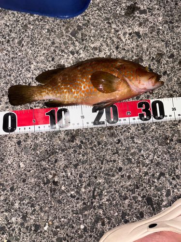 キジハタの釣果