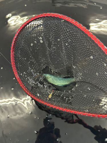 コイの釣果