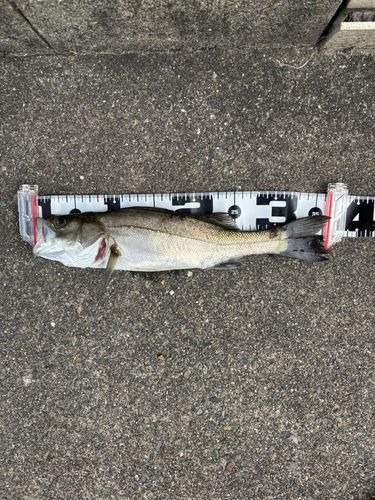 セイゴ（マルスズキ）の釣果