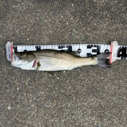 セイゴ（マルスズキ）