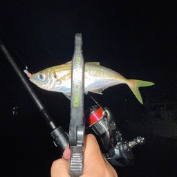 アジ