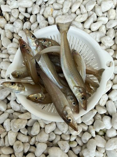 キスの釣果
