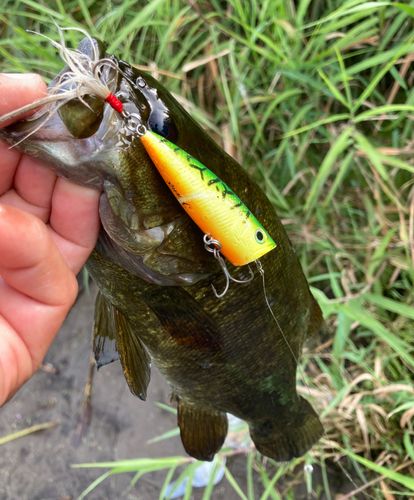 スモールマウスバスの釣果