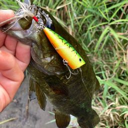 スモールマウスバス