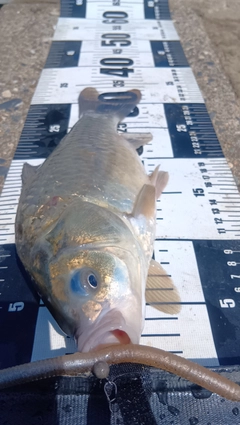 フナの釣果