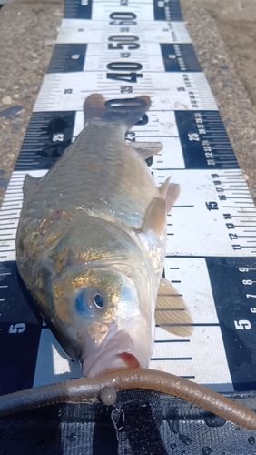 フナの釣果