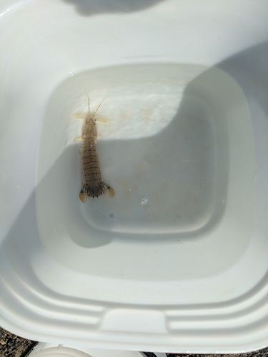 シャコの釣果