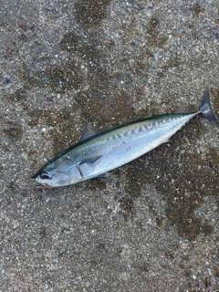 ソウダガツオの釣果