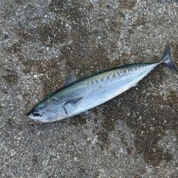 ソウダガツオ