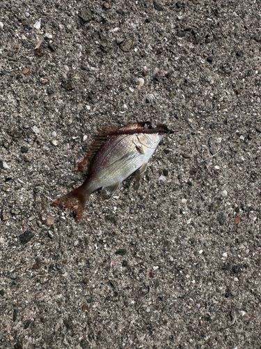 チャリコの釣果