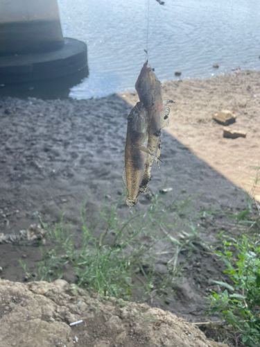 マハゼの釣果