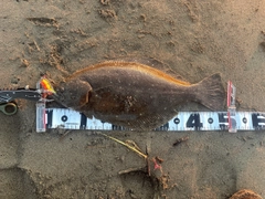 ヒラメの釣果