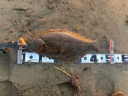 ヒラメの釣果