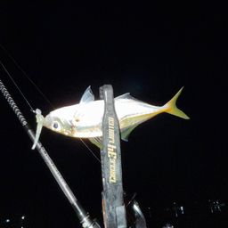 アジ