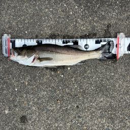 セイゴ（マルスズキ）