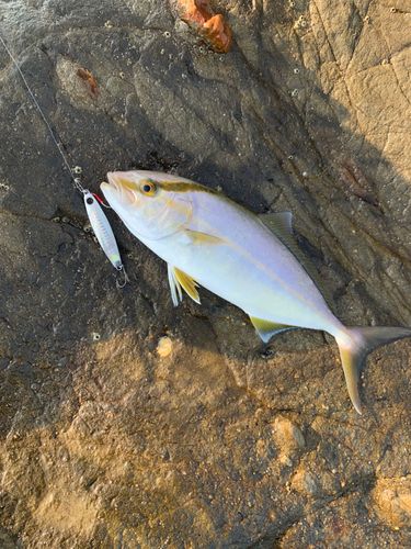 ショゴの釣果