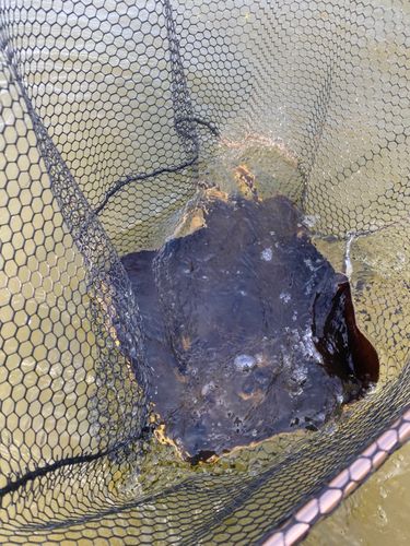 アカエイの釣果