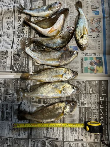 釣果