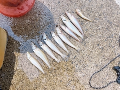 キスの釣果