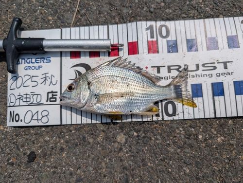 キビレの釣果