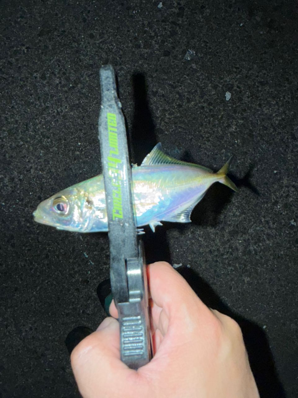 アジ