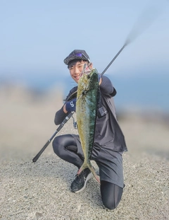 シイラの釣果