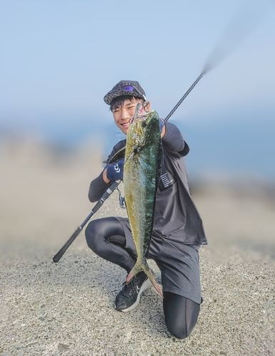 シイラの釣果