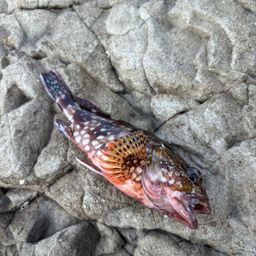 カサゴ