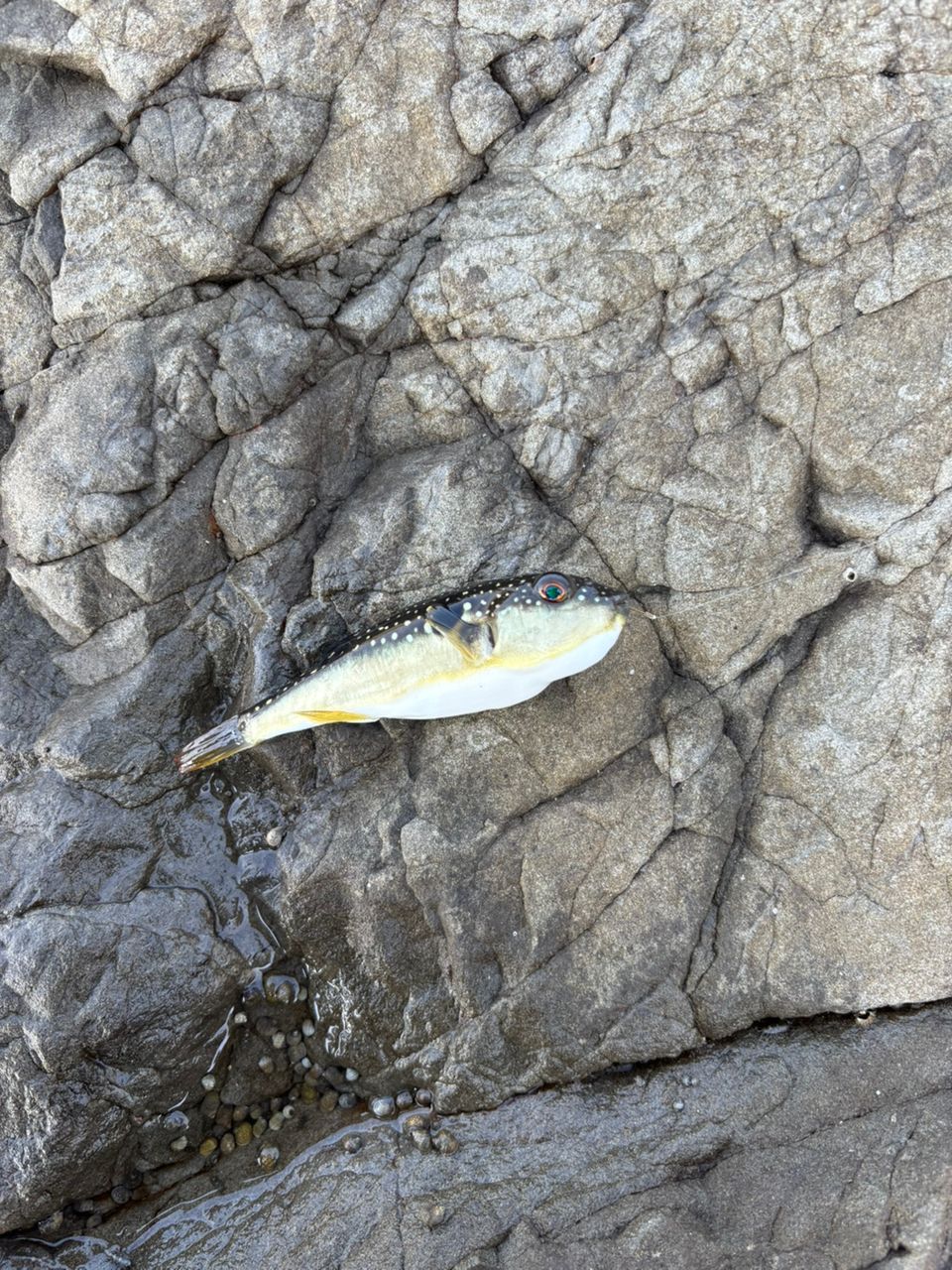 カサゴ