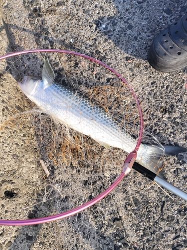 ボラの釣果