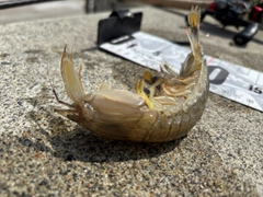 シャコエビの釣果