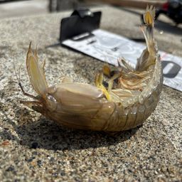 シャコエビ