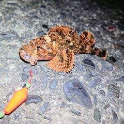 オニカサゴ