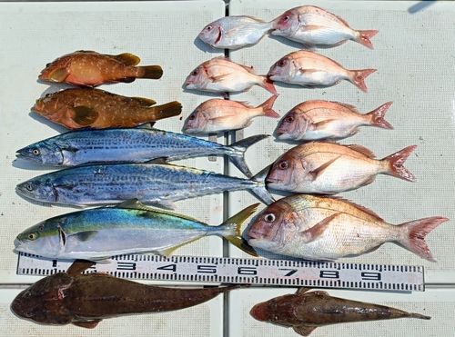 マダイの釣果