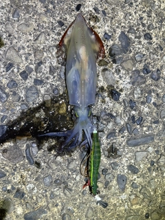 アカイカの釣果