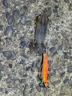 アカイカの釣果