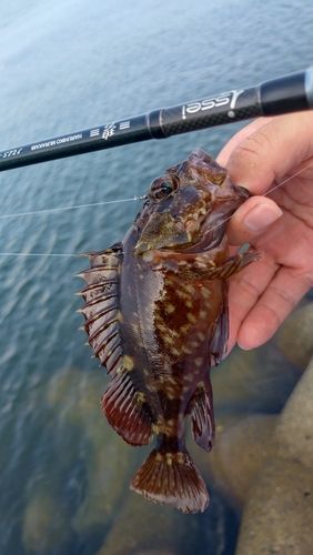 カサゴの釣果