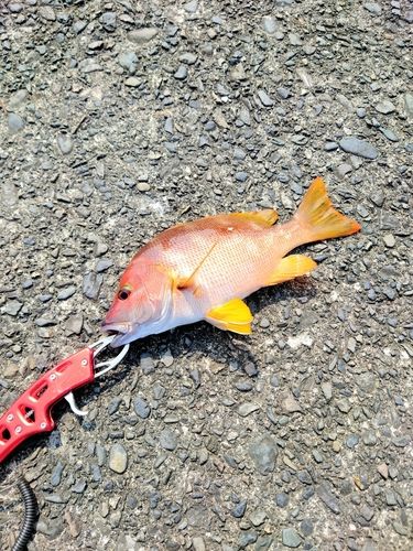 フエダイの釣果