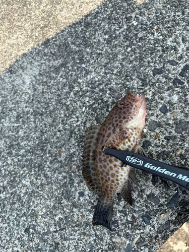 オオモンハタの釣果