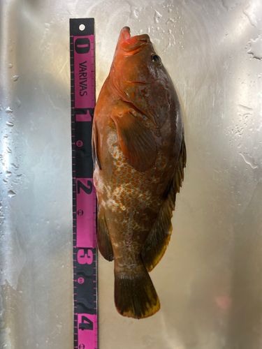 キジハタの釣果