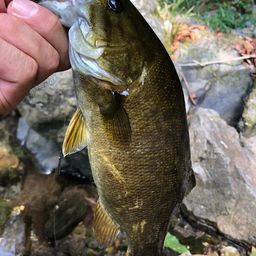 スモールマウスバス