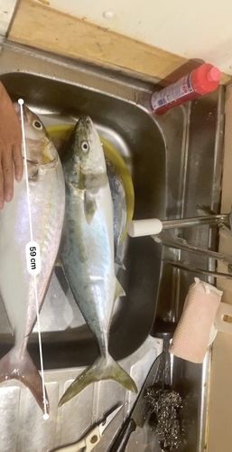 カンパチの釣果