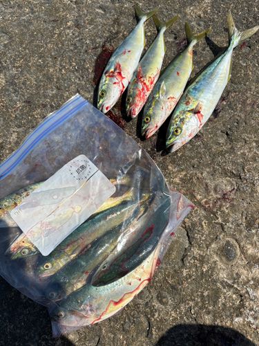 タチウオの釣果