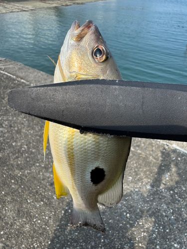 クロホシフエダイの釣果