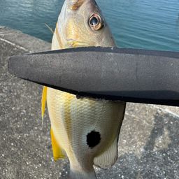 クロホシフエダイ