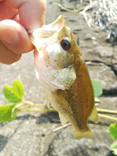 ラージマウスバスの釣果