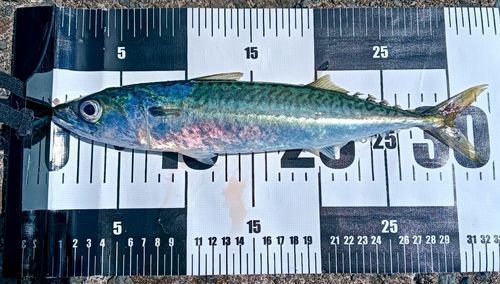 サバの釣果