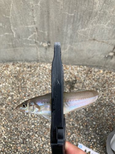 キスの釣果