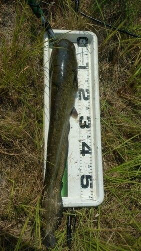 ナマズの釣果