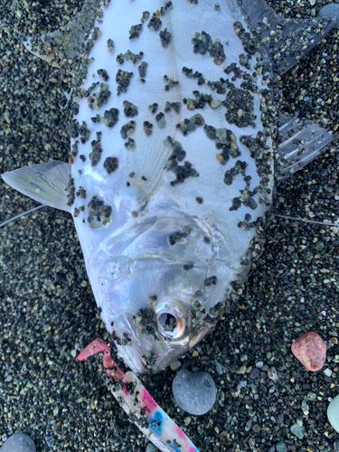 ギンガメアジの釣果